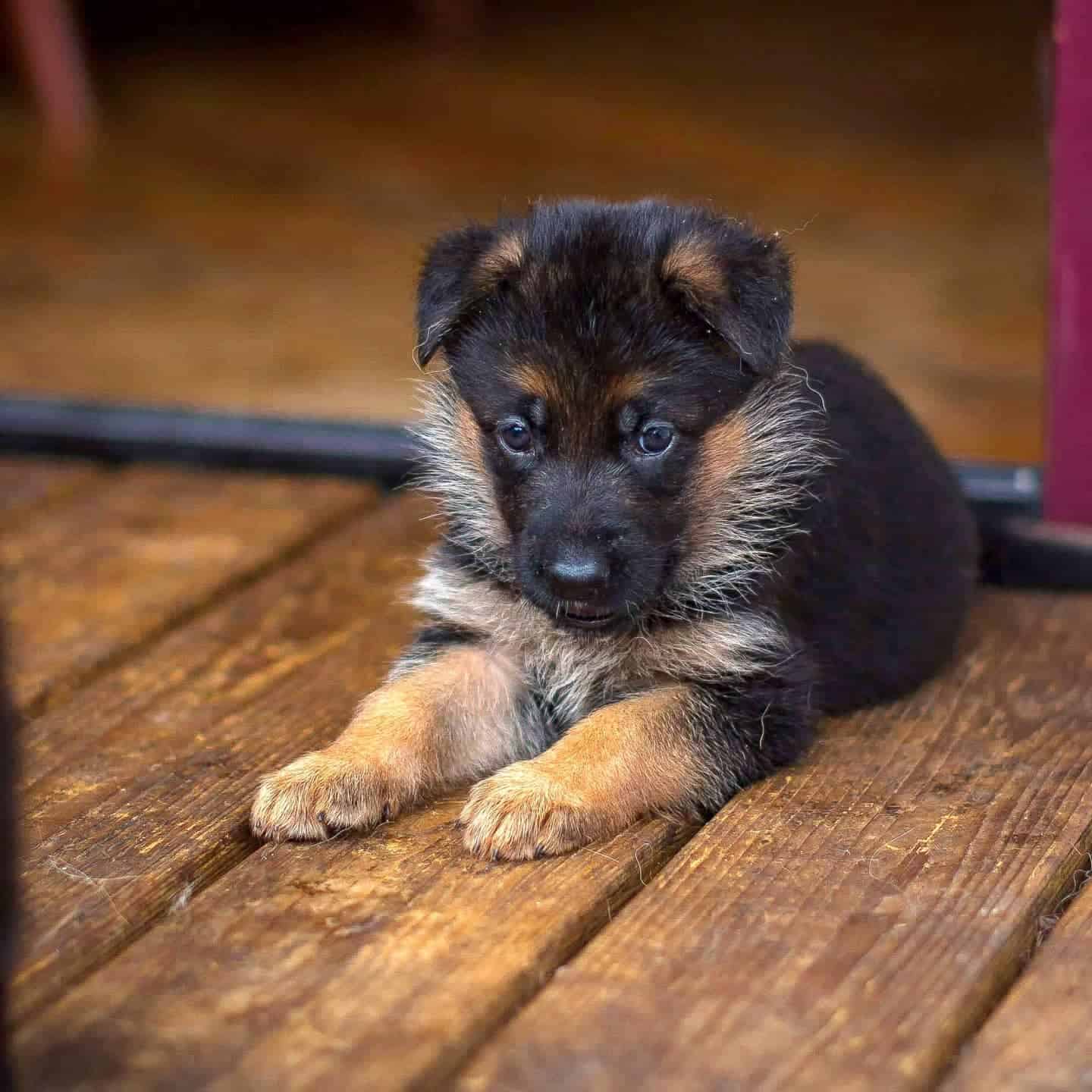 sweet german shepherd puppy