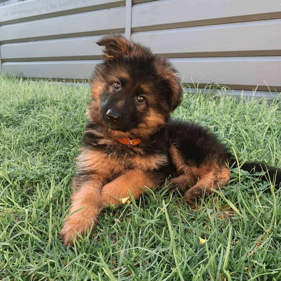 sweet german shepherd puppy on the green grass