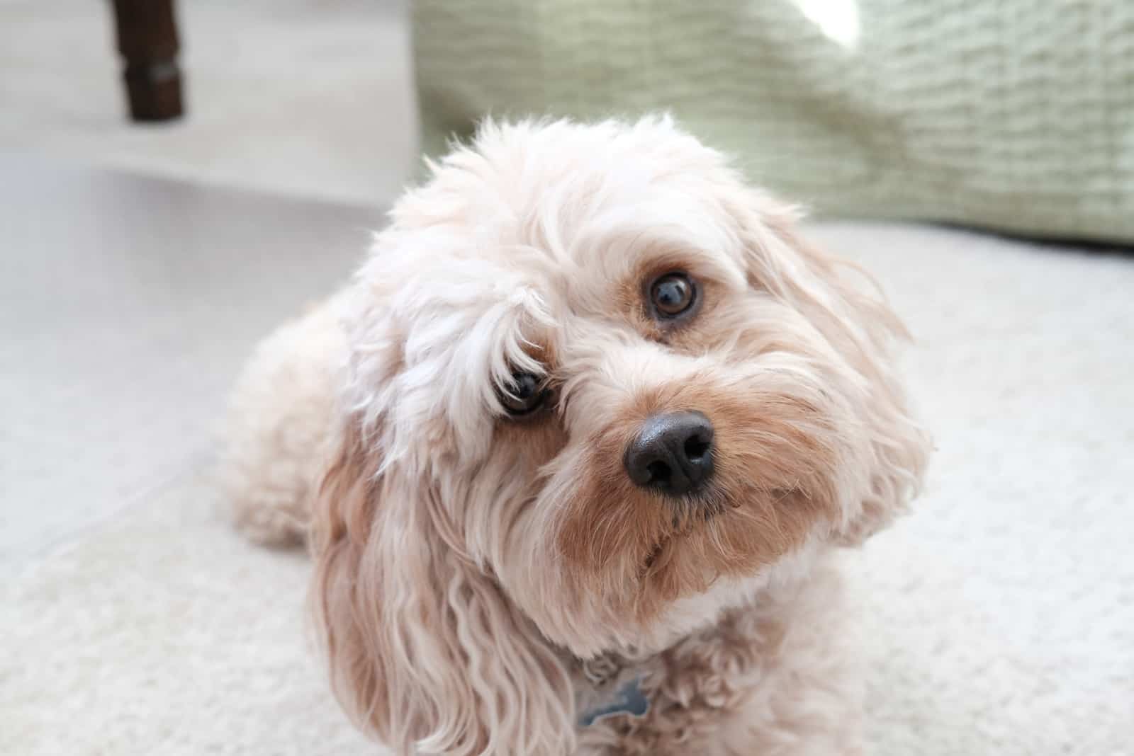 sweet little cavapoo in living room