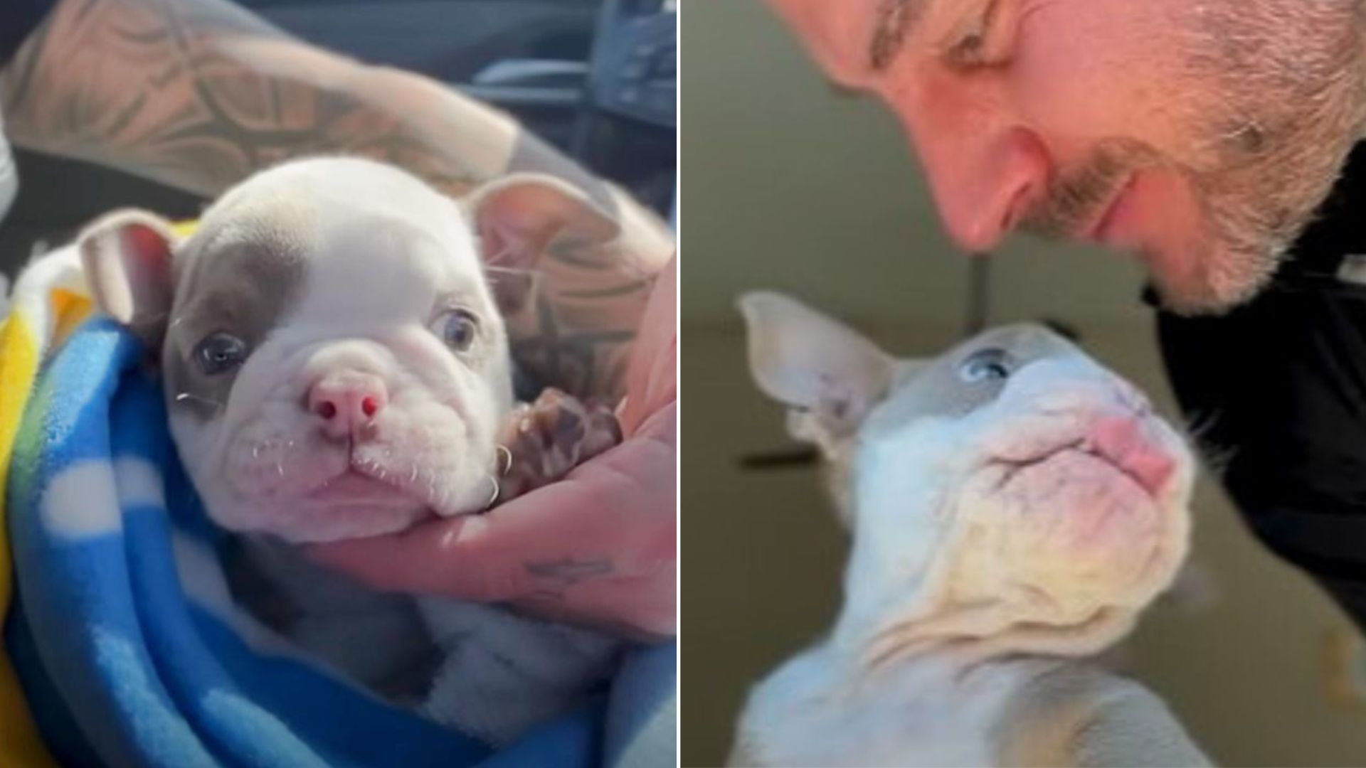 Sweet Little Pup With Special Needs Overcame All Obstacles To Find A Furever Home