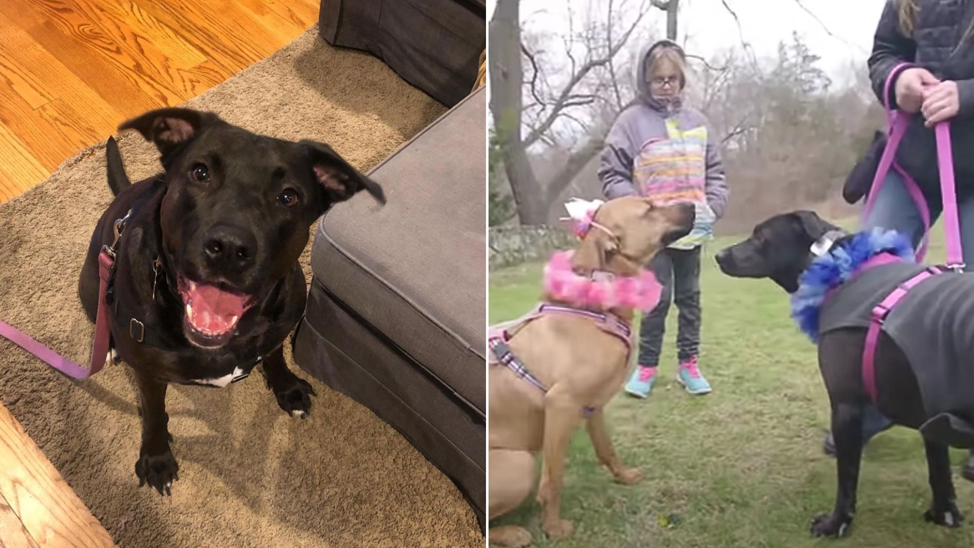 Sweet Mama Dog Reunited With Her 12 Grown Up Babies For Their Birthday 