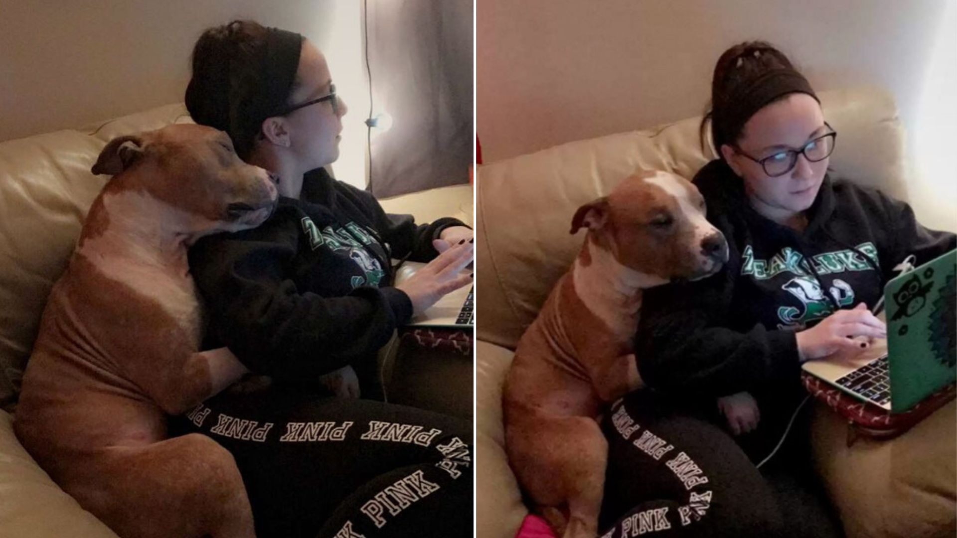 Pennsylvania Pittie Saved From The Streets Is Now The Sweetest Lovebug