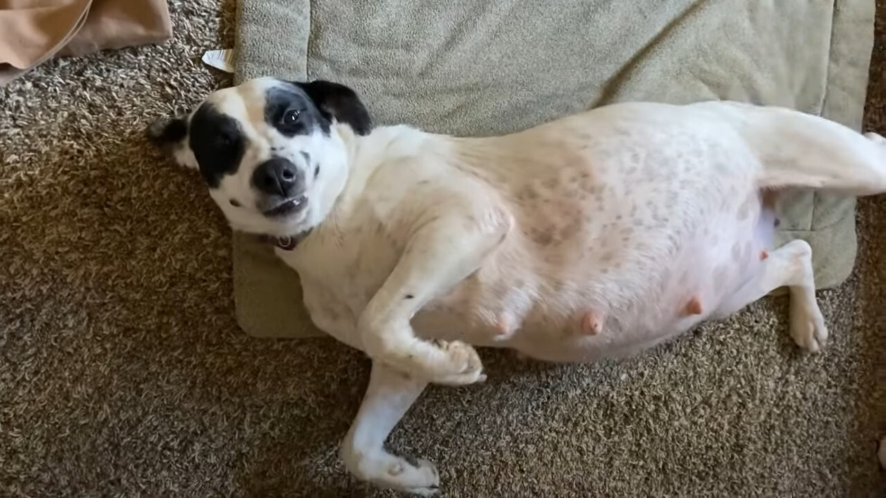 sweet pregnant dog