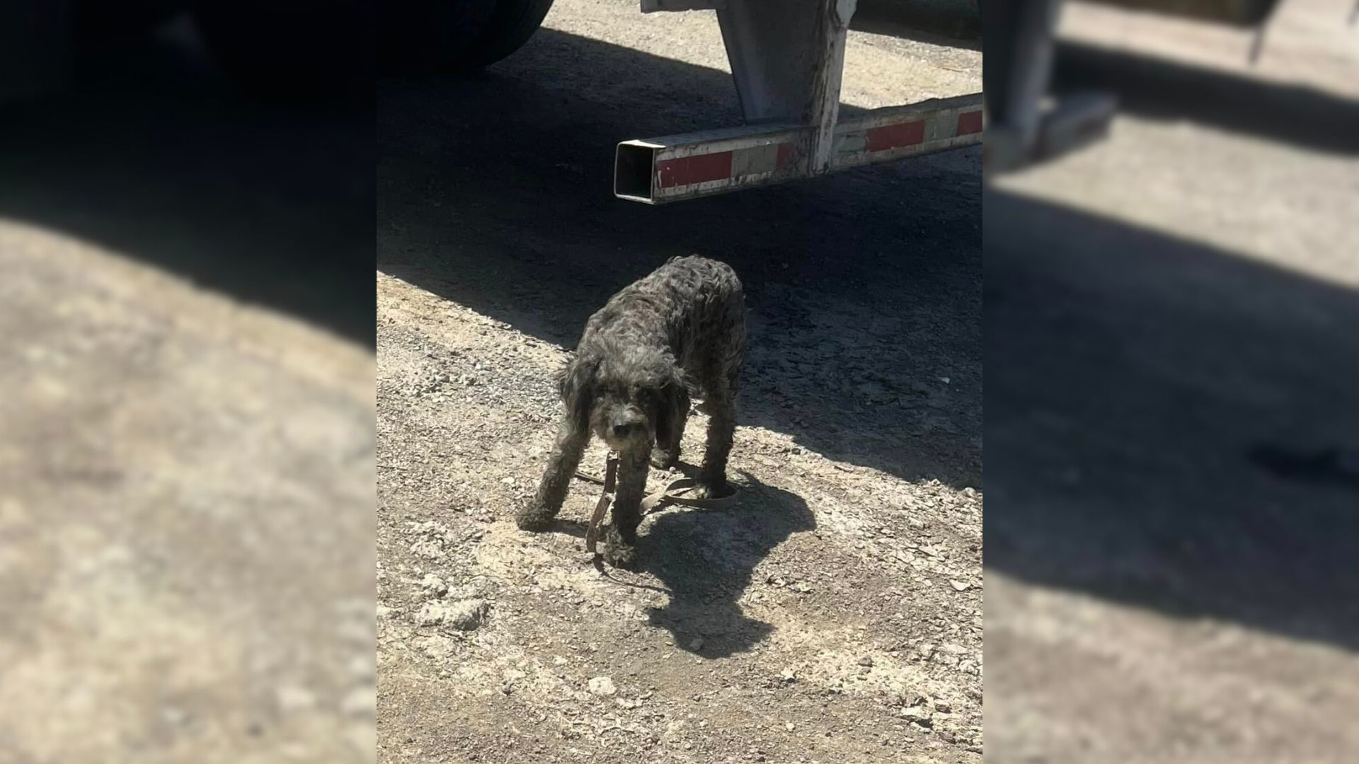 Sweet Pup Tried To Survive By Herself In A Truck Yard But Then Somebody Amazing Came To Help