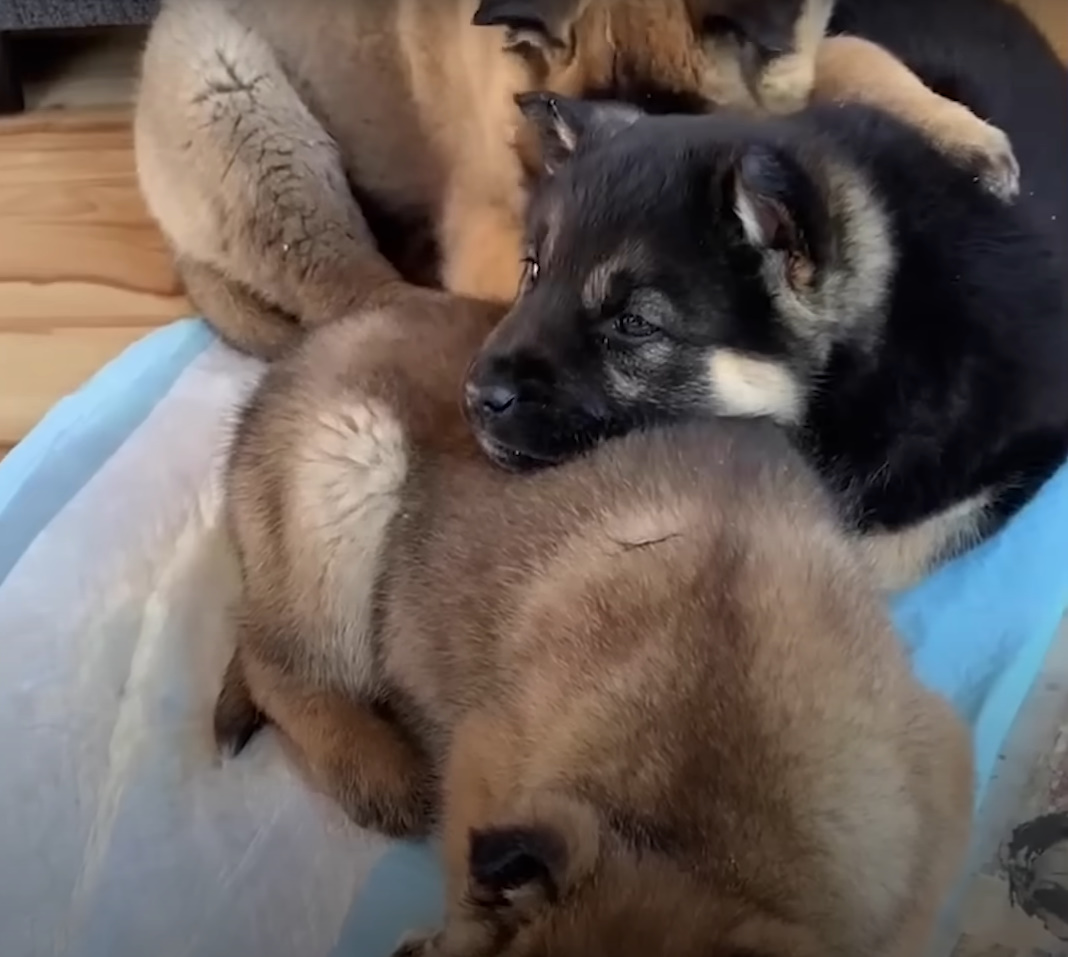 sweet puppies laying together