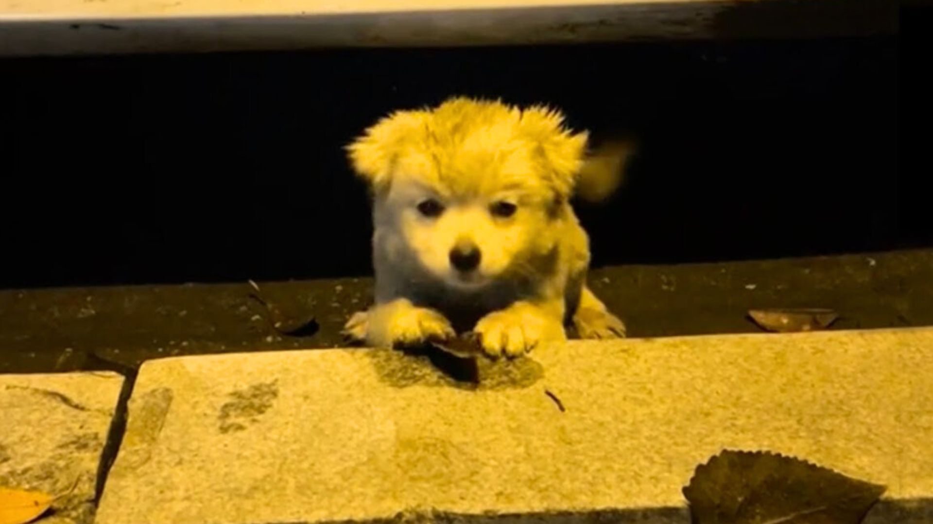 Pup In Need Of Help Was Too Afraid To Leave His Spot And Ask For It