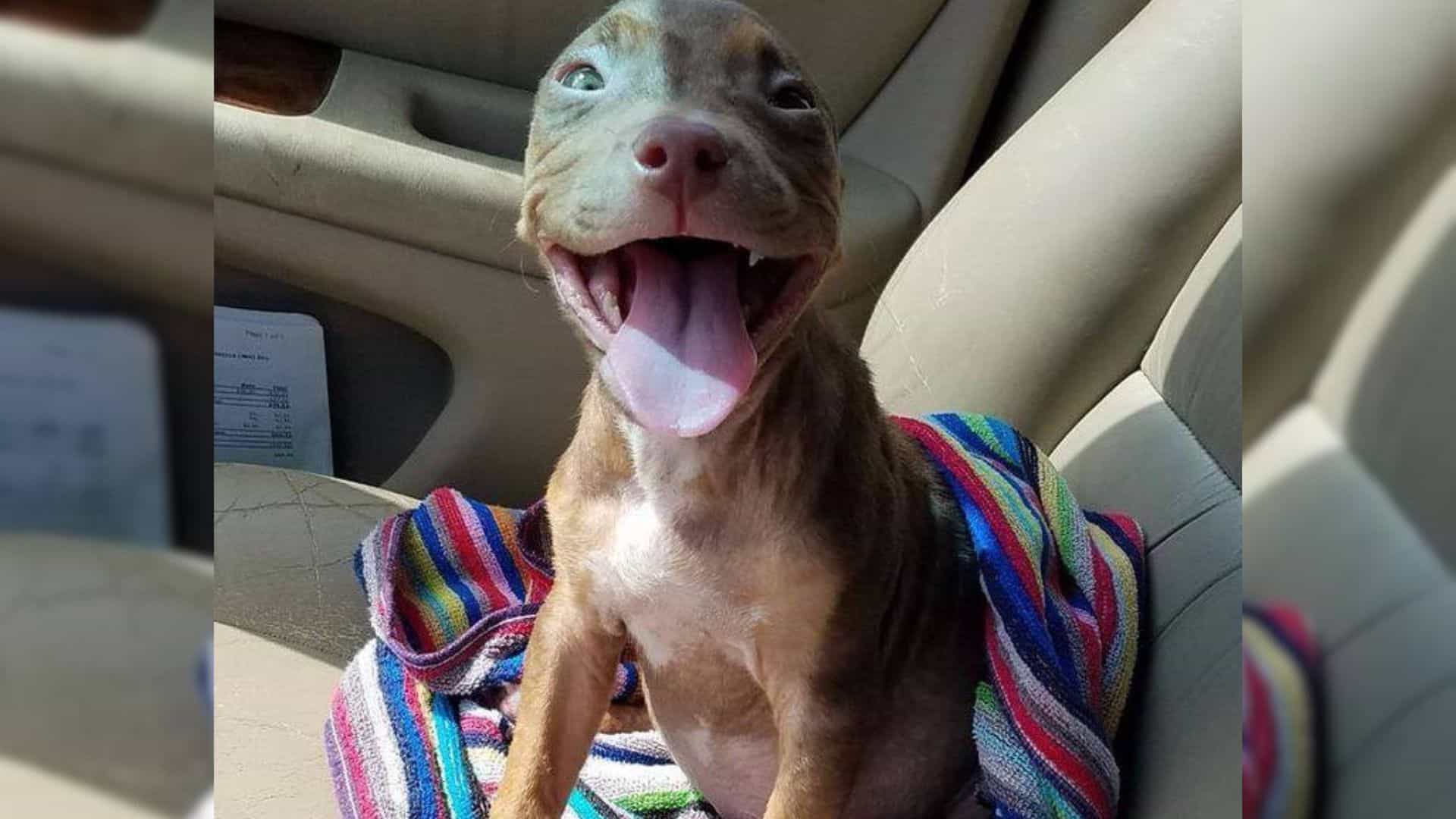 Puppy Can’t Hide Her Smile After Realizing She’s Getting A Foster Family