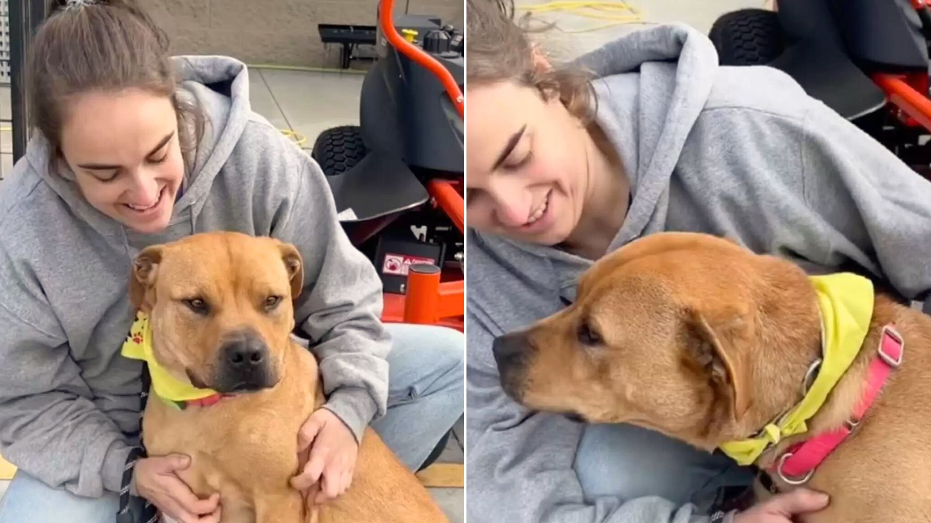 Friendly Shelter Dog Loves Every Person He Meets But Nobody Wants To Adopt Him