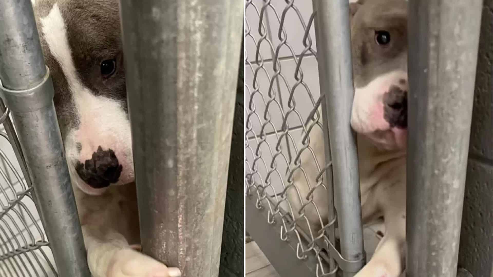 Sweet Rescue Dog Holds People’s Hands Through Kennel Bars And Showers Them With Love