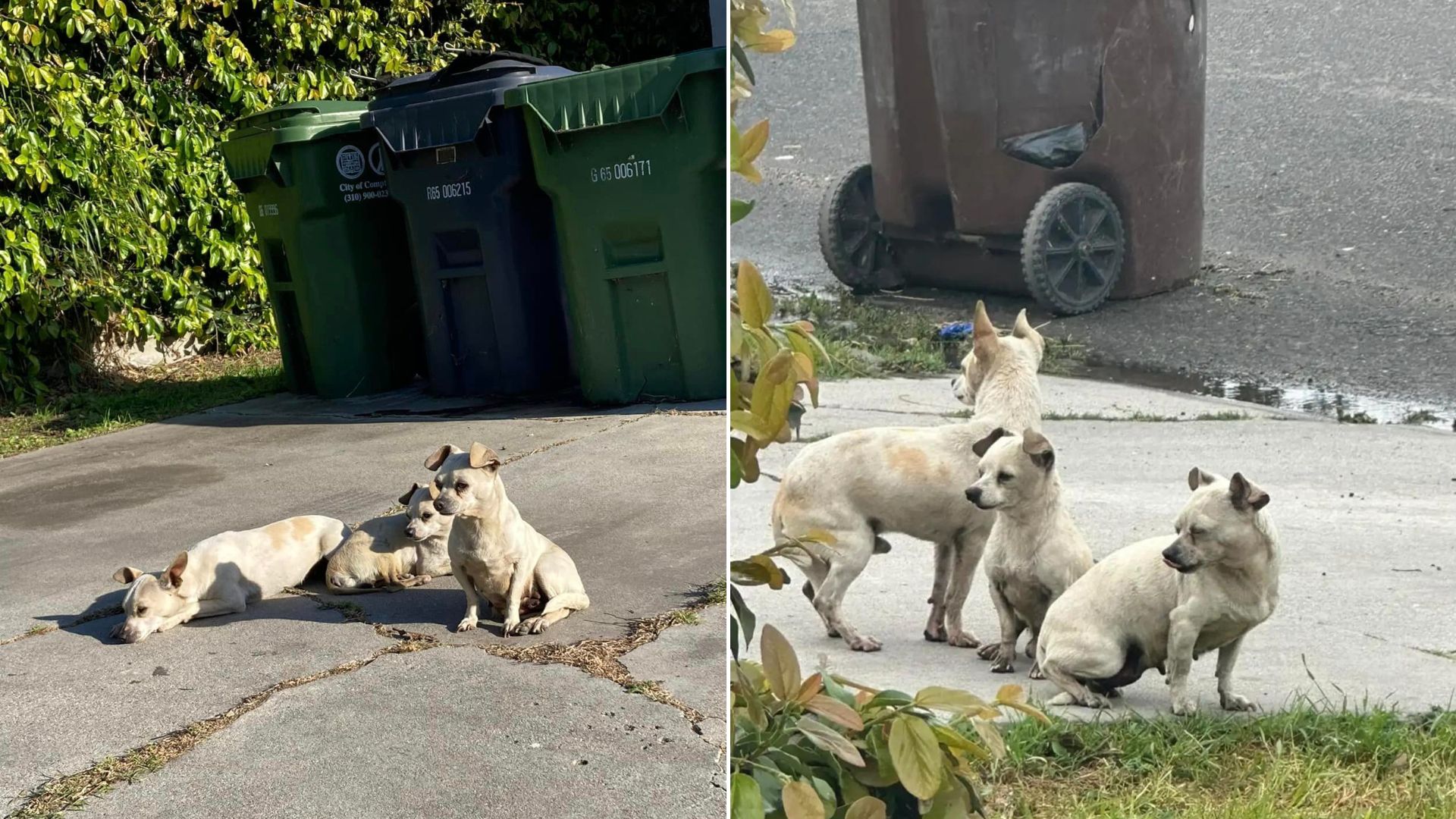 3 Abandoned Puppies Stayed Together Through All Hardships And They Met An Amazing Person