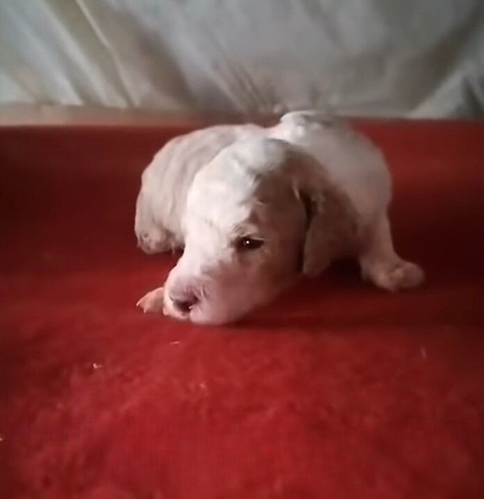 sweet white puppy