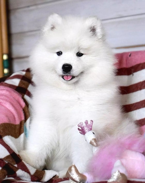 sweet white Samoyed