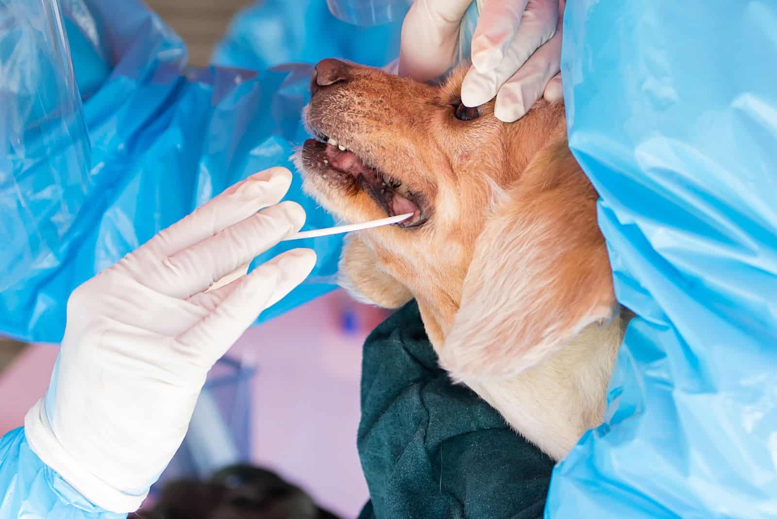 taking a saliva sample from a dog