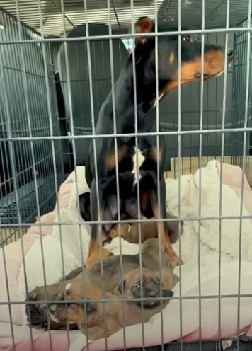 tall black dog sitting in a cage