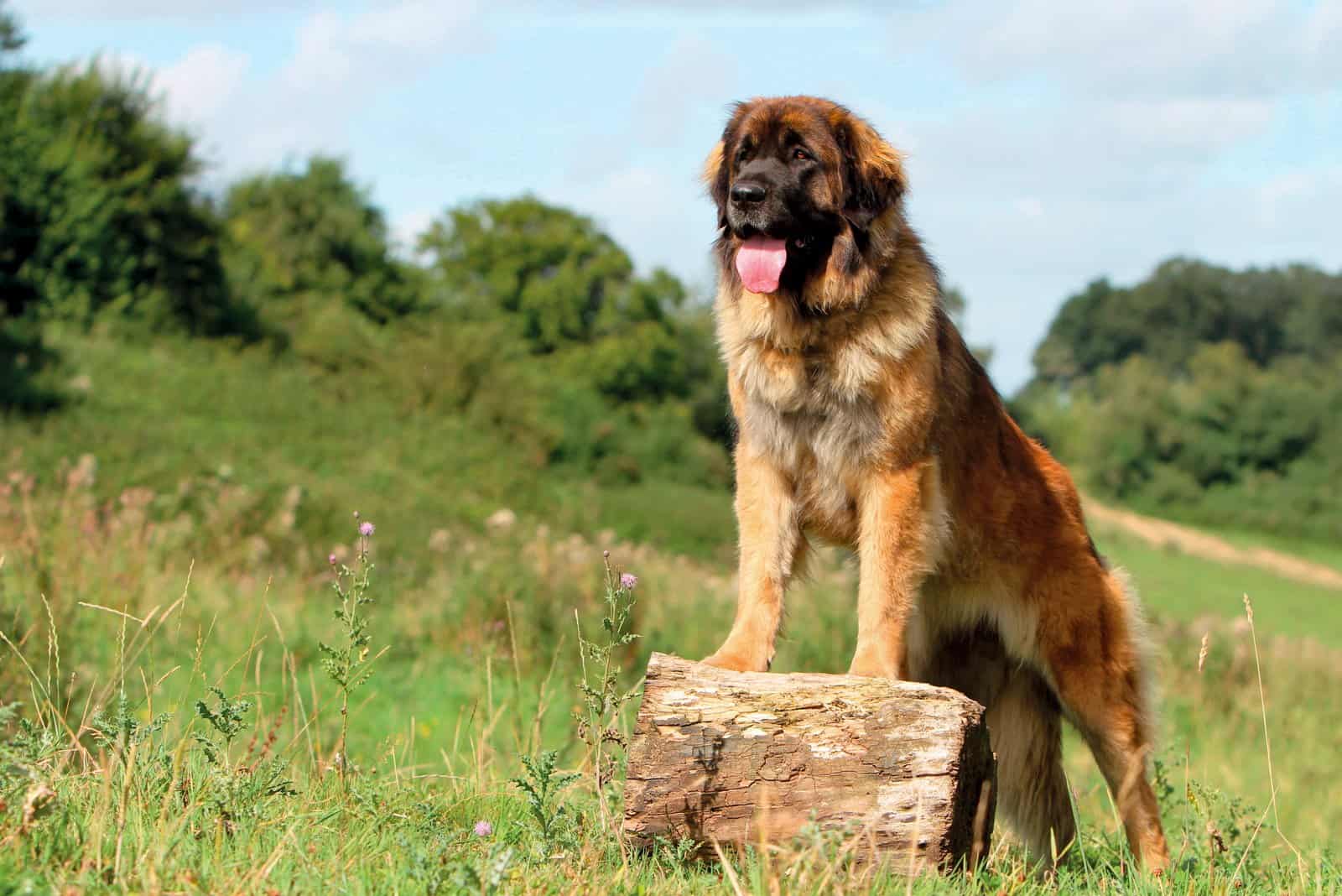 Tallest Dog Breeds: 15 Largest Dogs On The Planet