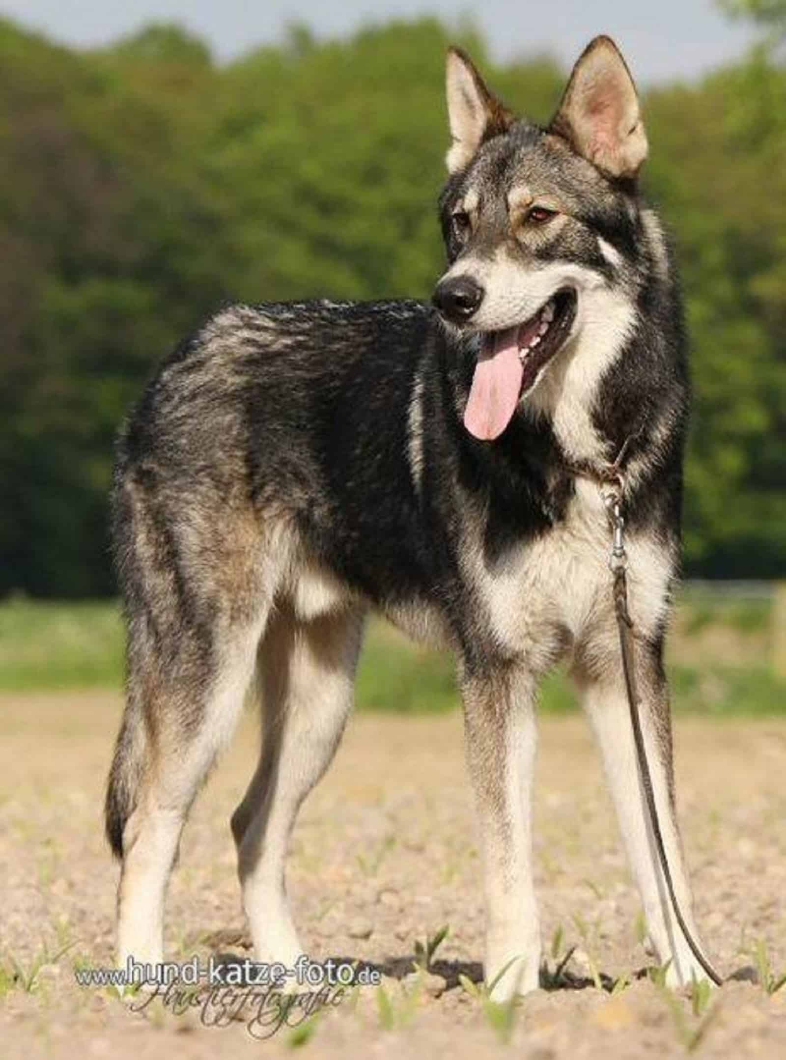 tamaskan dog in nature