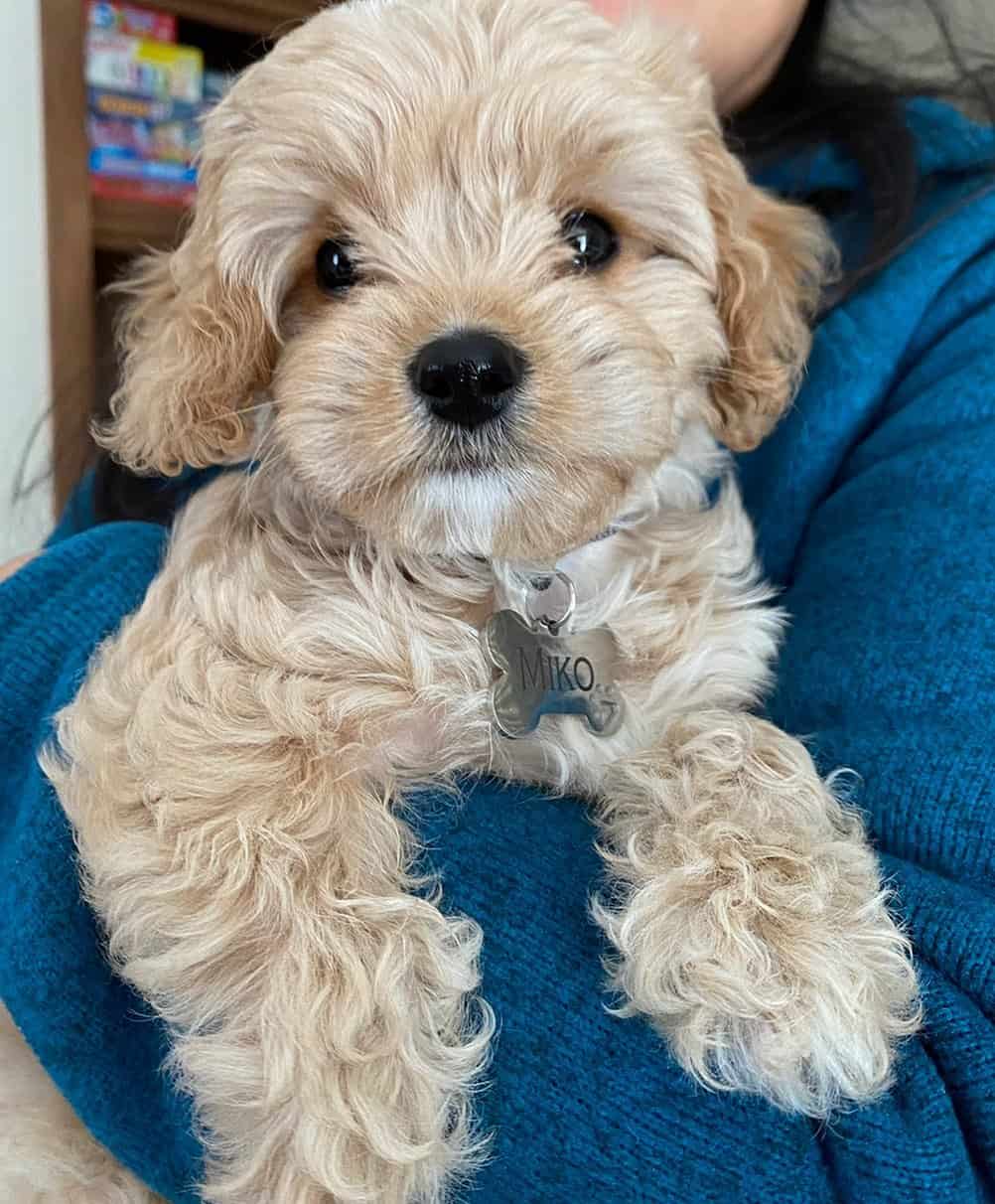 tan cavapoo puppy