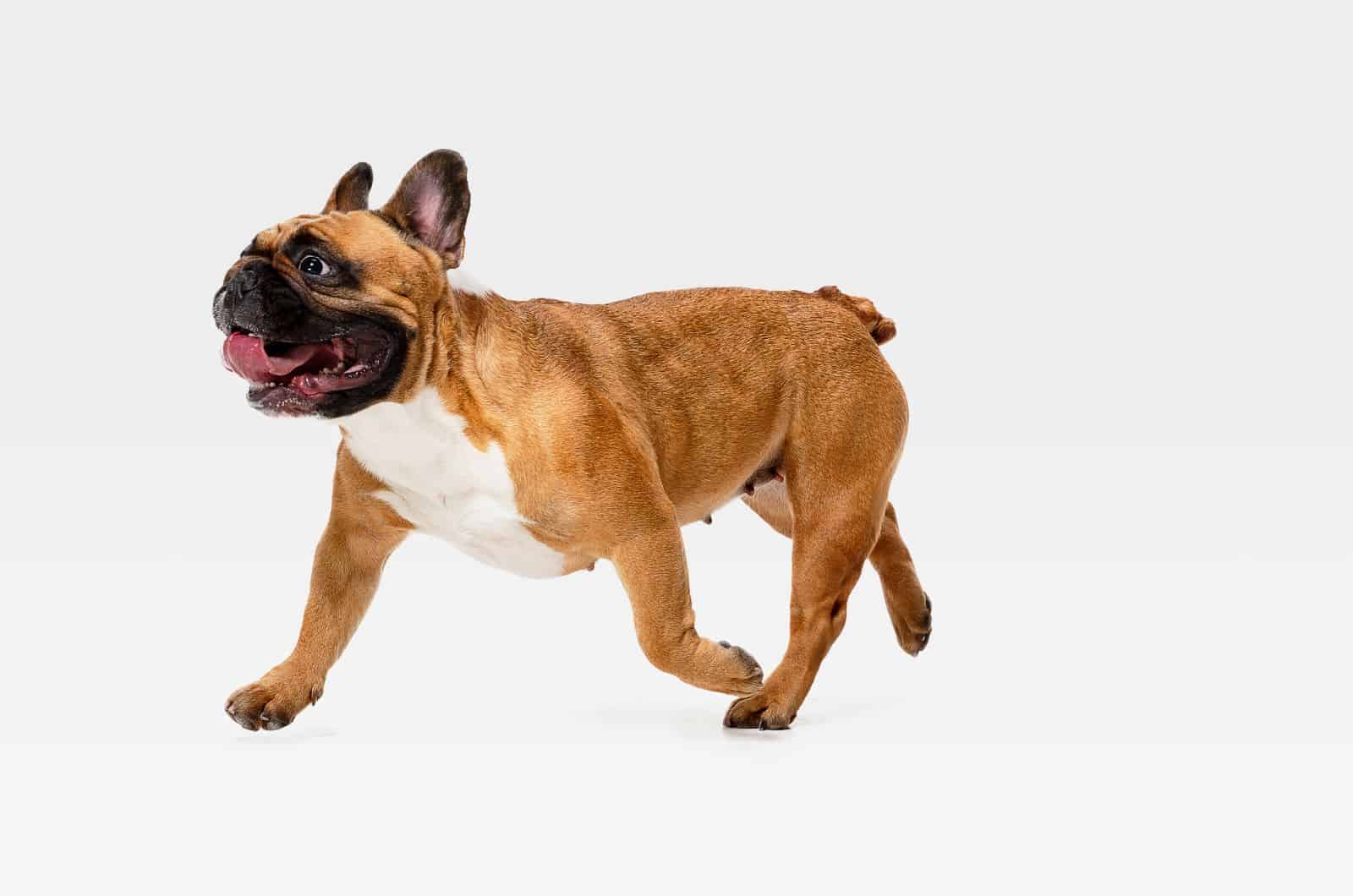 Tan French Bulldog