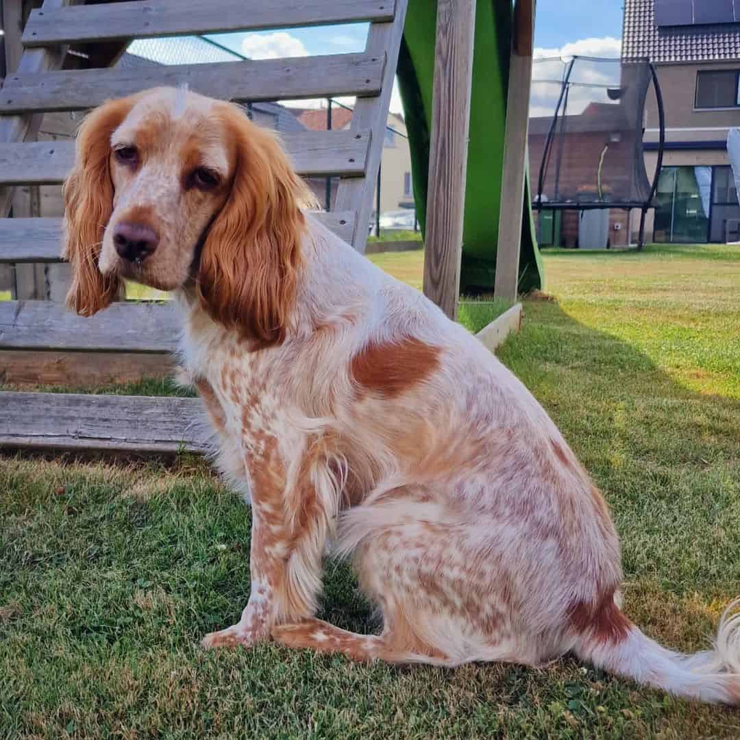 tan patterned cocker spaniel