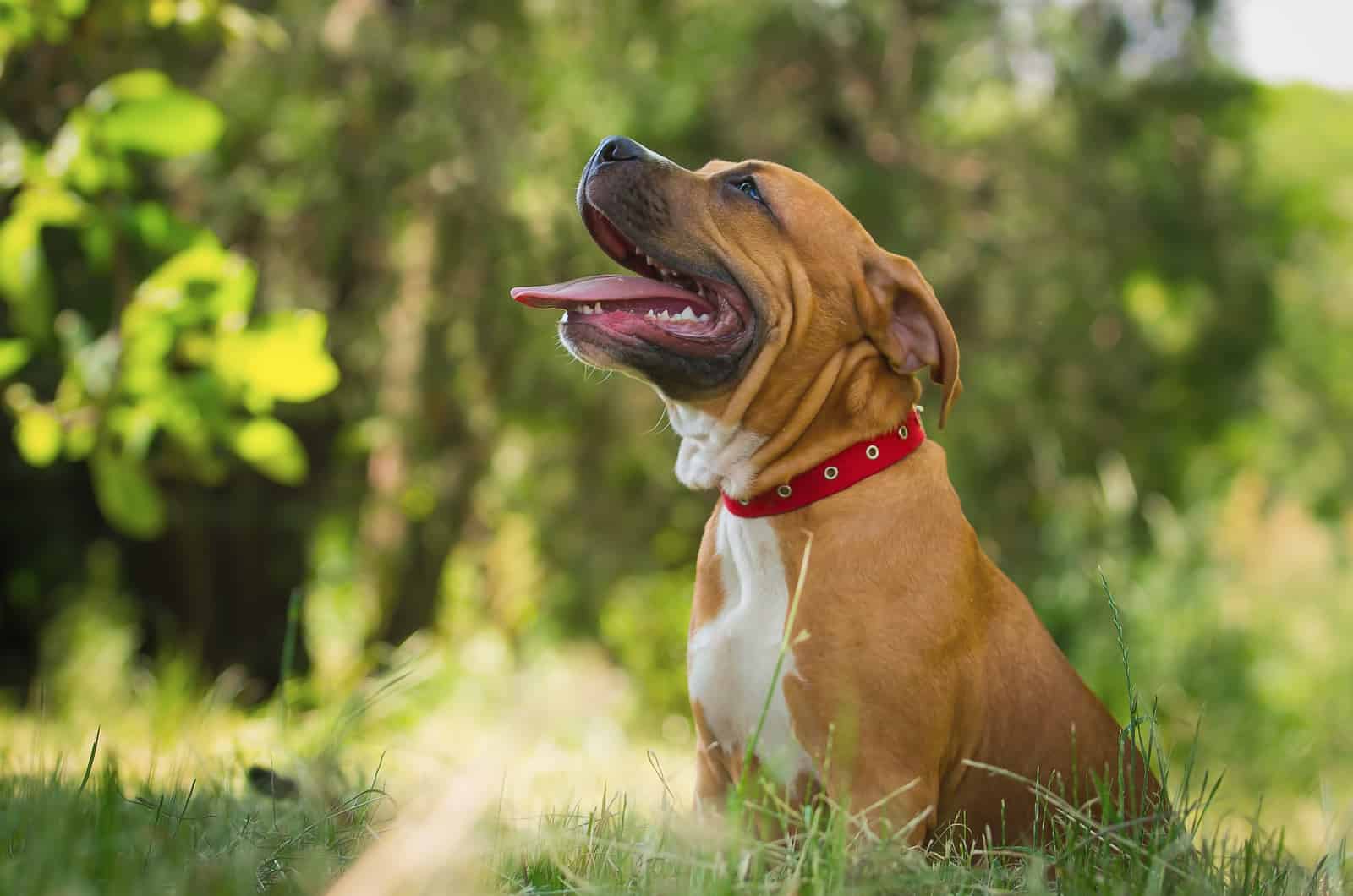 tan pitbull in nature