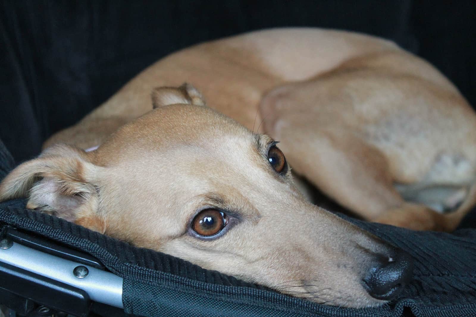 tan whippet dog lying