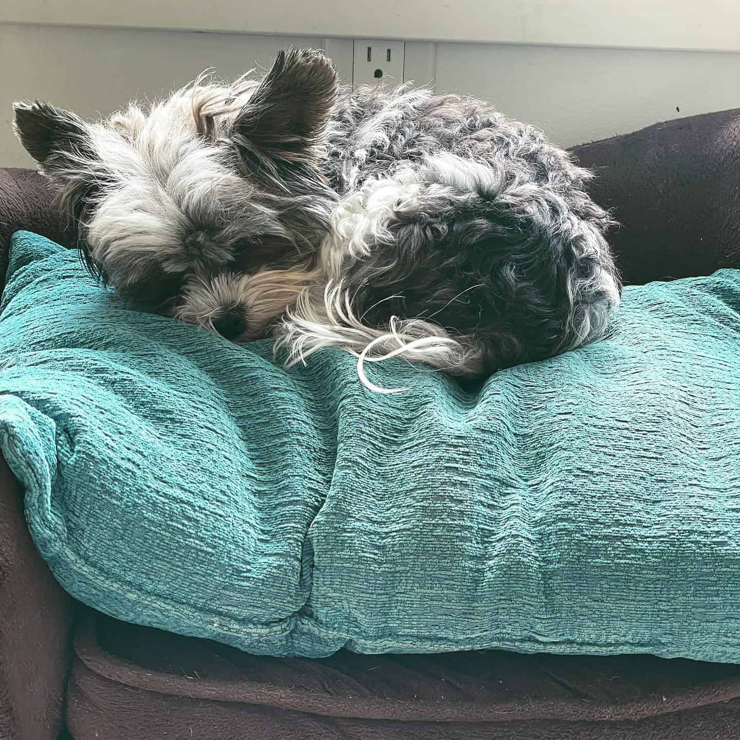 teacup bewier terrier laying on the couch