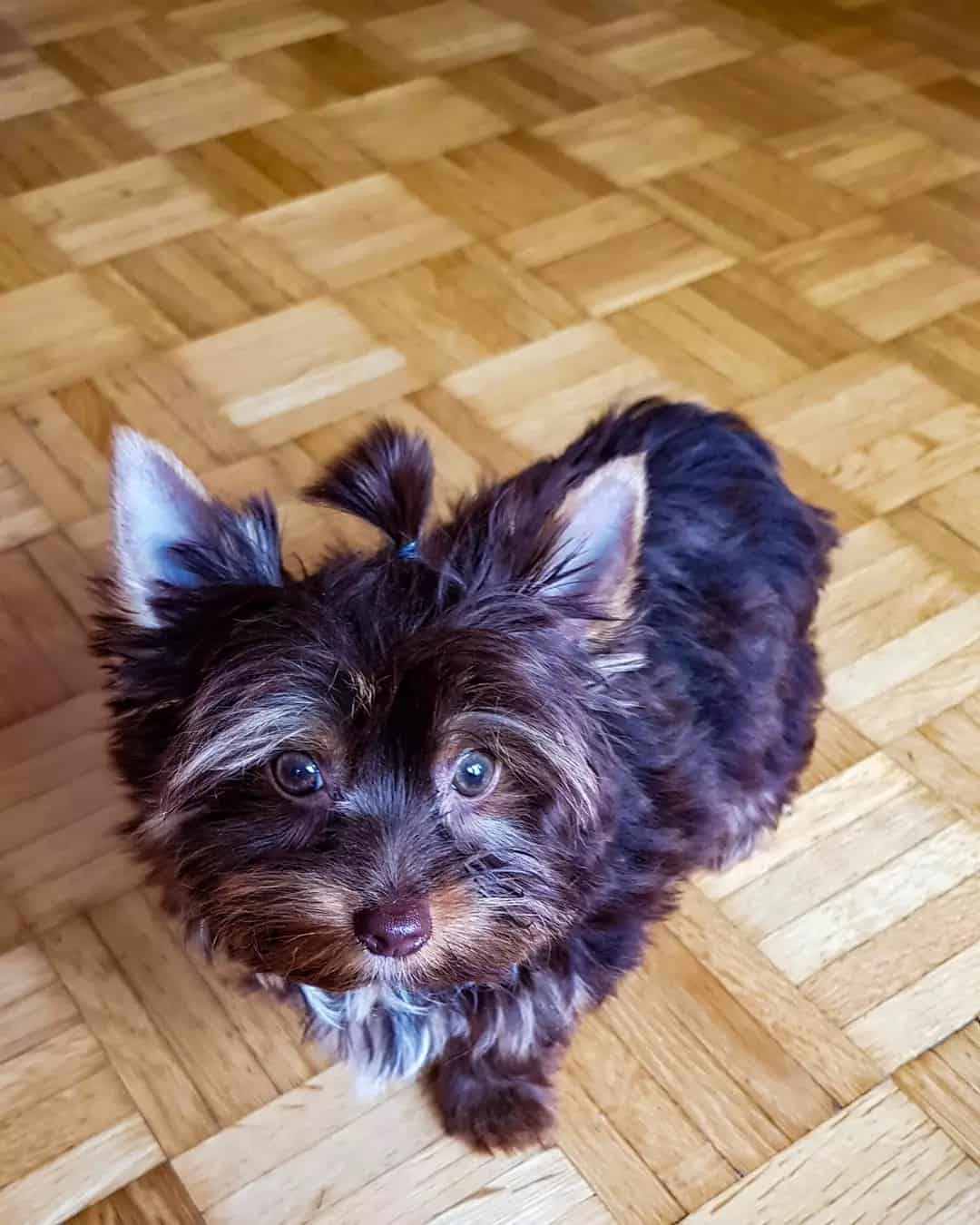 teacup biewer terrier with cute hairstyle