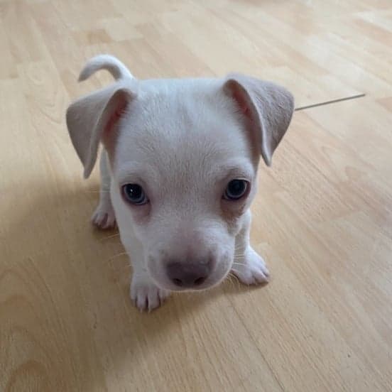 teacup chihuahua puppy