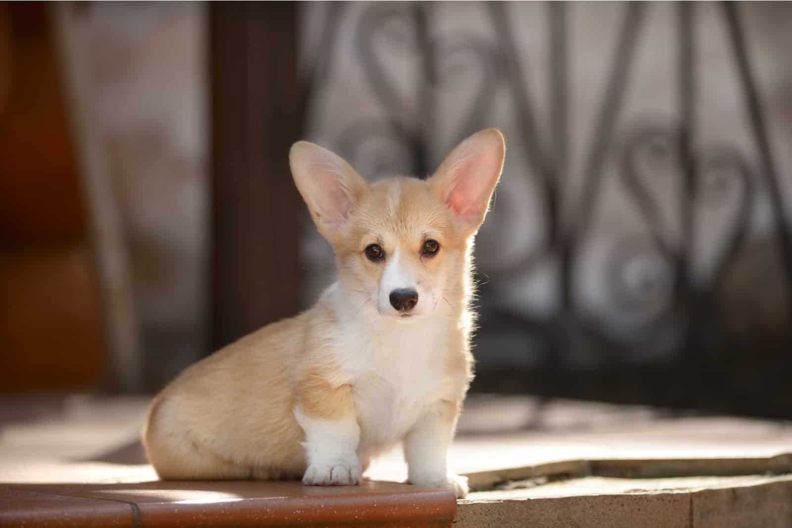 Teacup Corgi is standing on the sidewalk