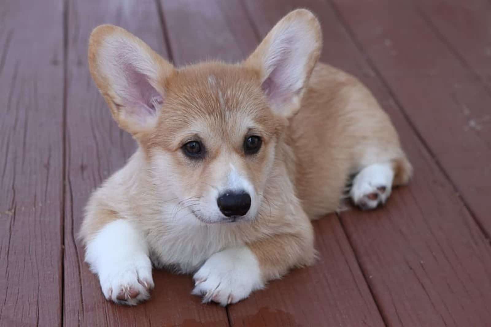 Teacup Corgi lies on a wooden base