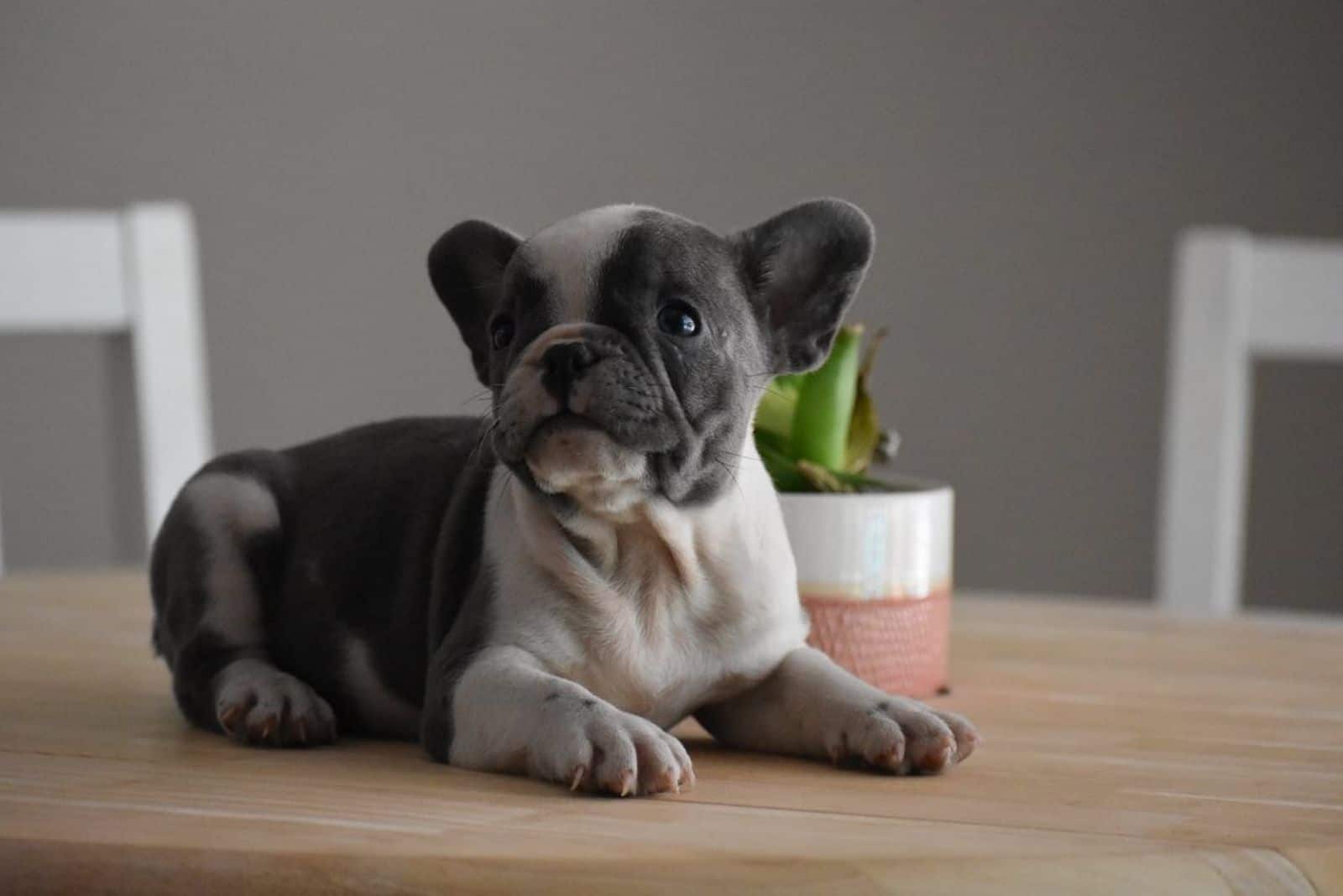 teacup french bulldog