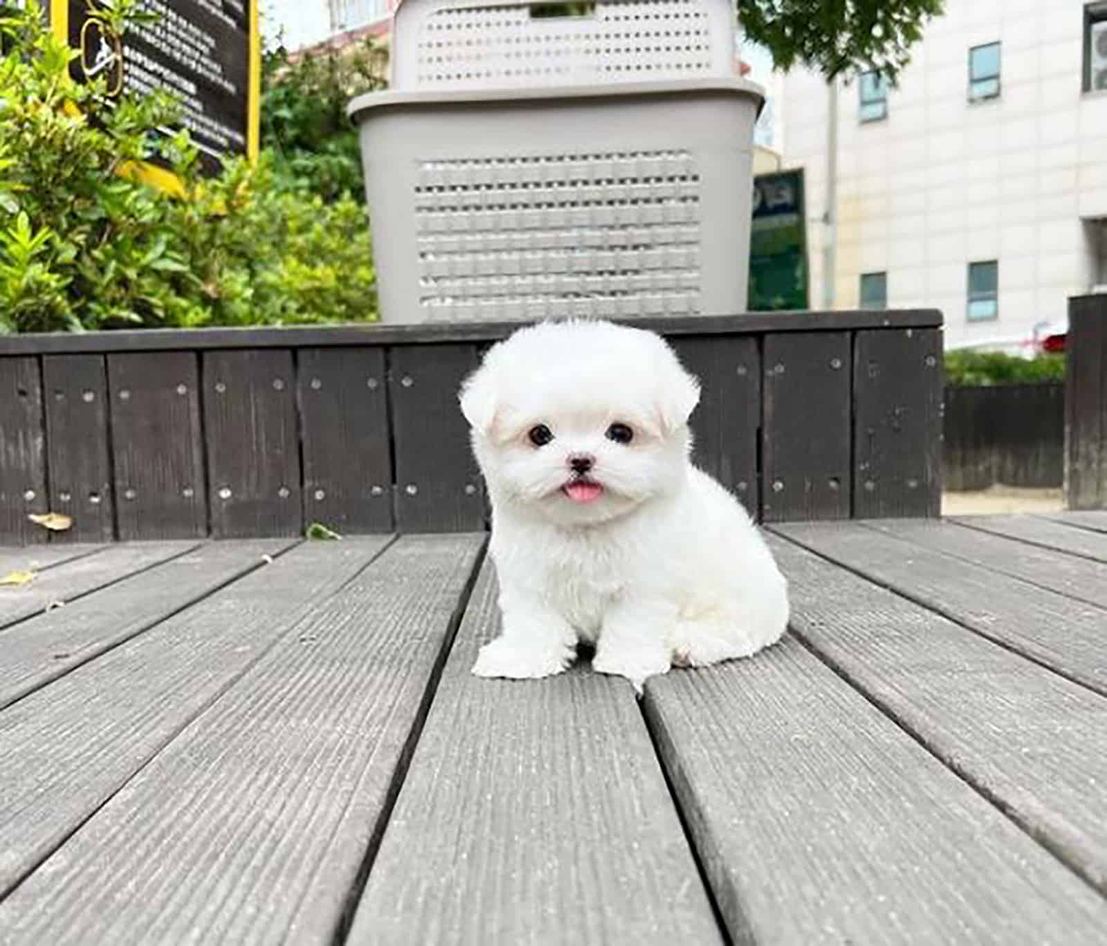 teacup maltese sitting outdoors on a terrace