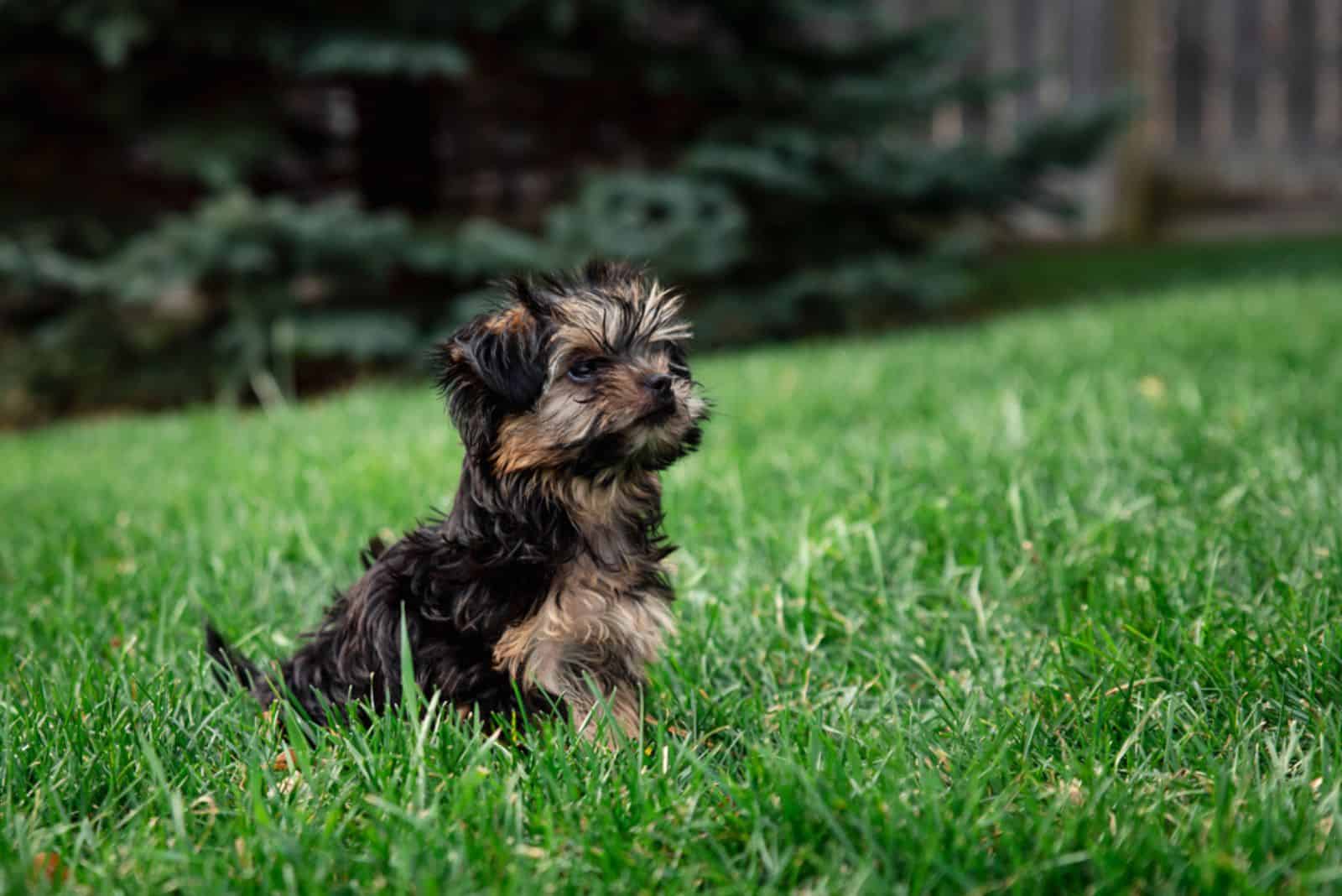 Teacup Morkie on the grass