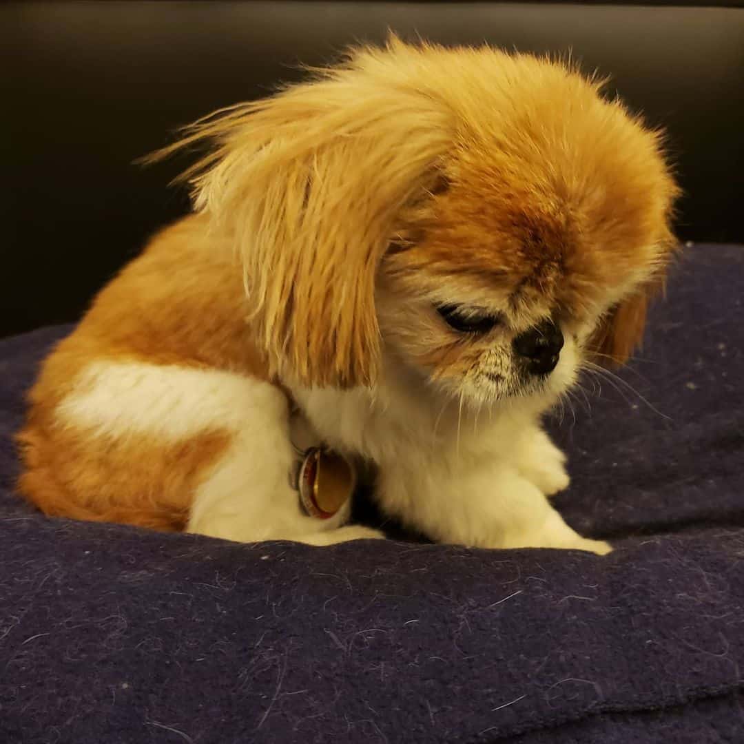 Teacup Pekingese is sitting on his bed