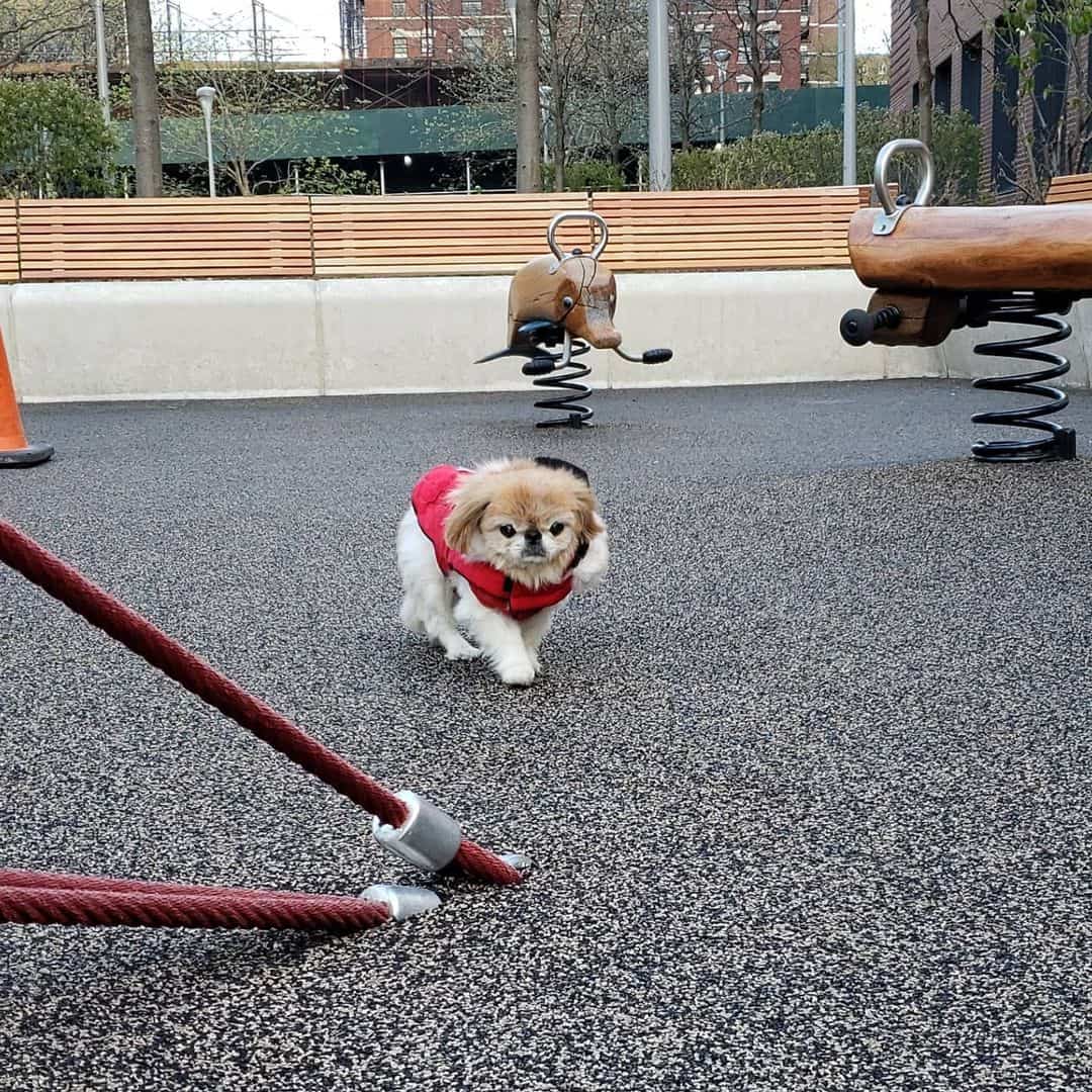 Teacup Pekingese walks the sidewalk