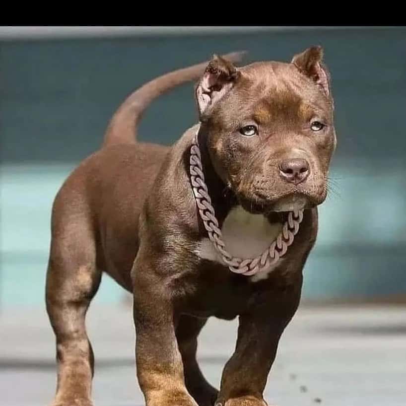 teacup pitbull