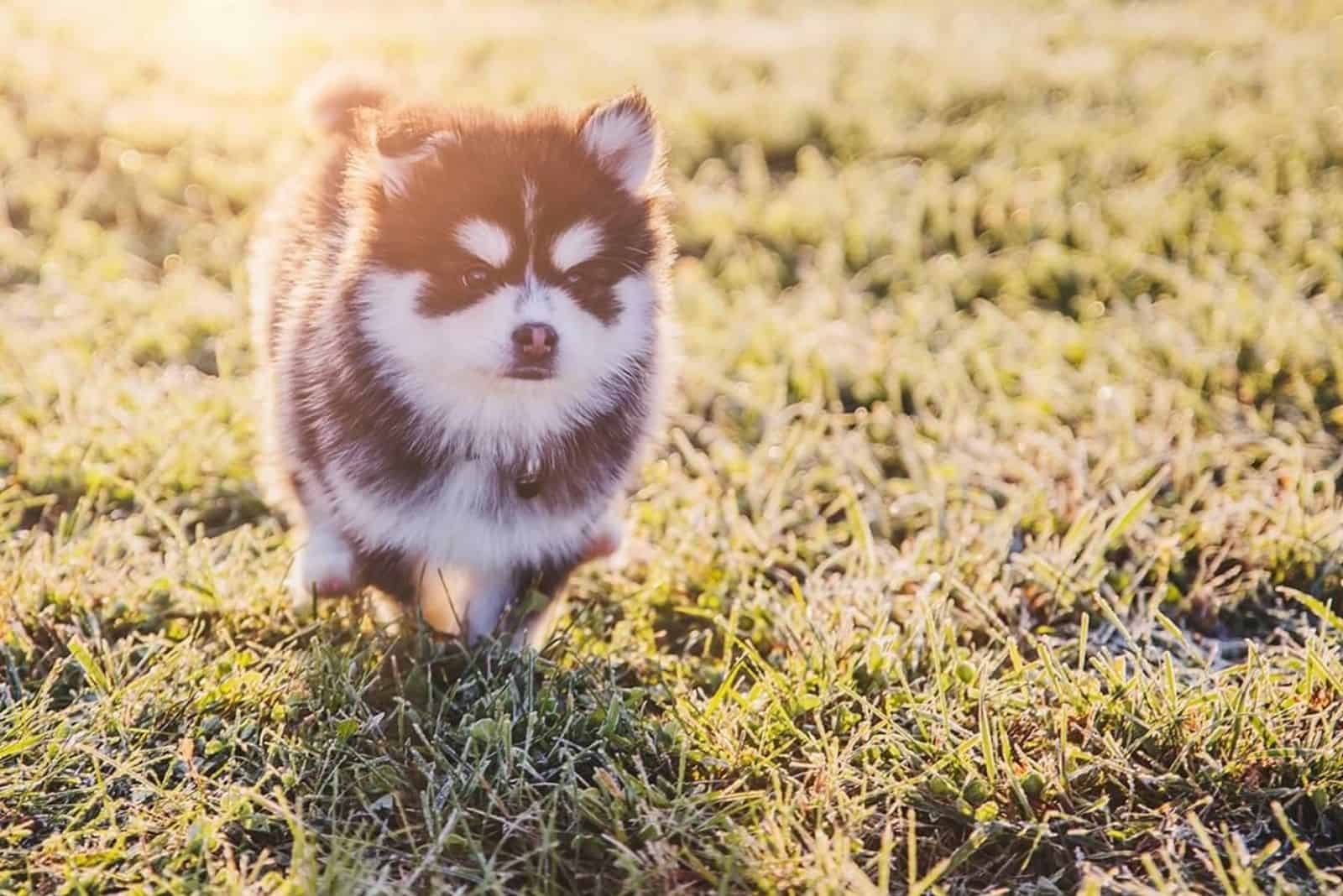 Teacup Pomsky: All You Ever Wanted To Know About Them