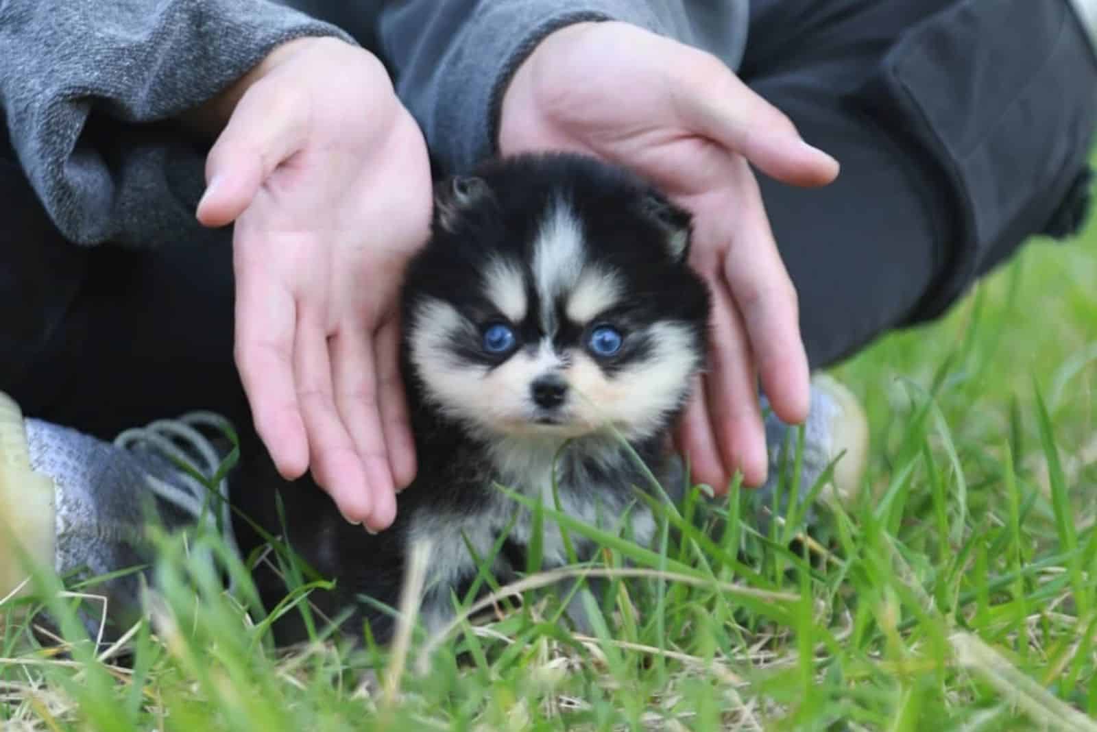 teacup pomsky in park with his owner