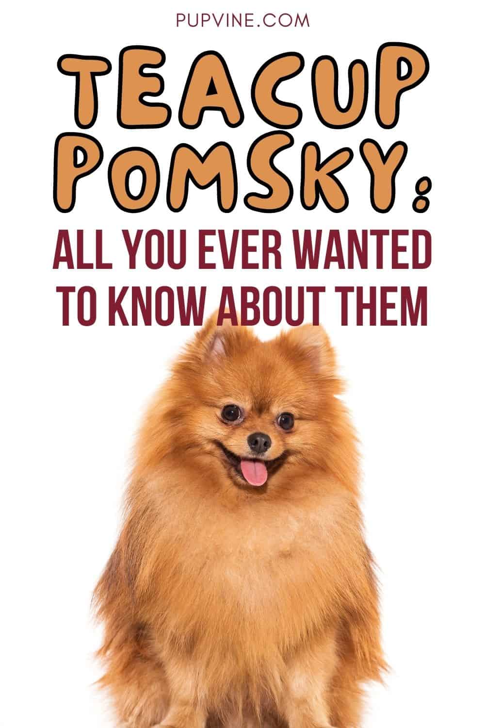 Teacup Pomsky: All You Ever Wanted To Know About Them