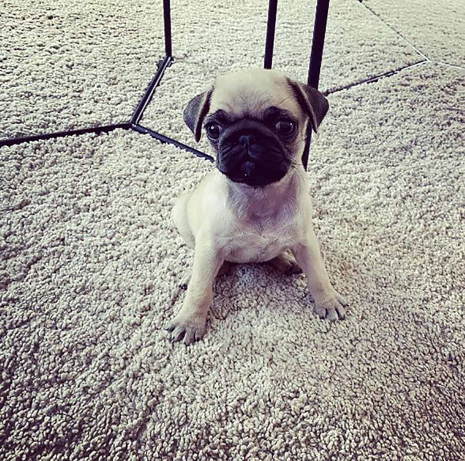 teacup pug dog sitting on the carpet