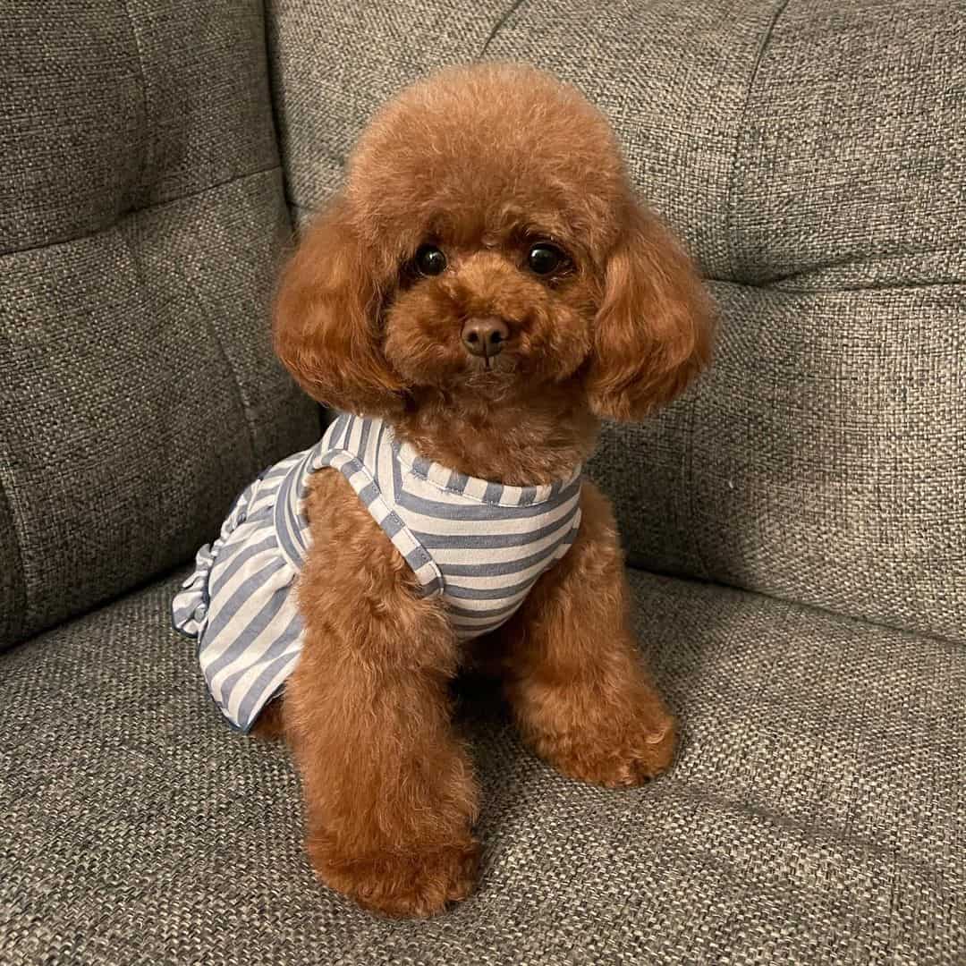 teacup red poodle