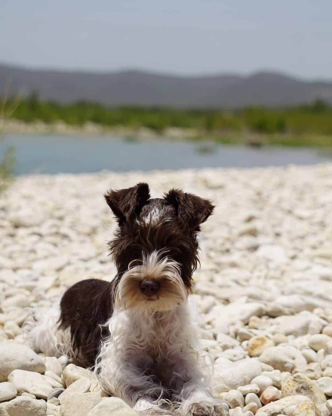 teacup schnauzer