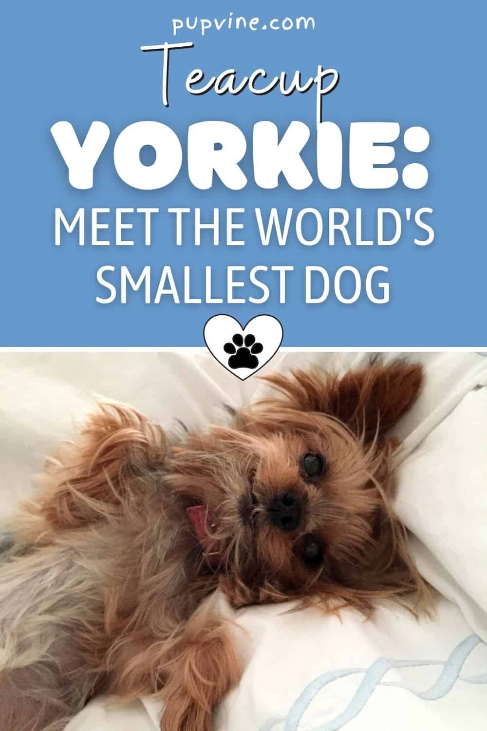 Teacup Yorkie: Meet The World's Smallest Dog