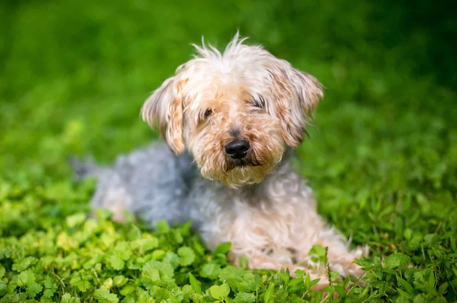 Teacup Yorkiepoo posing for photo