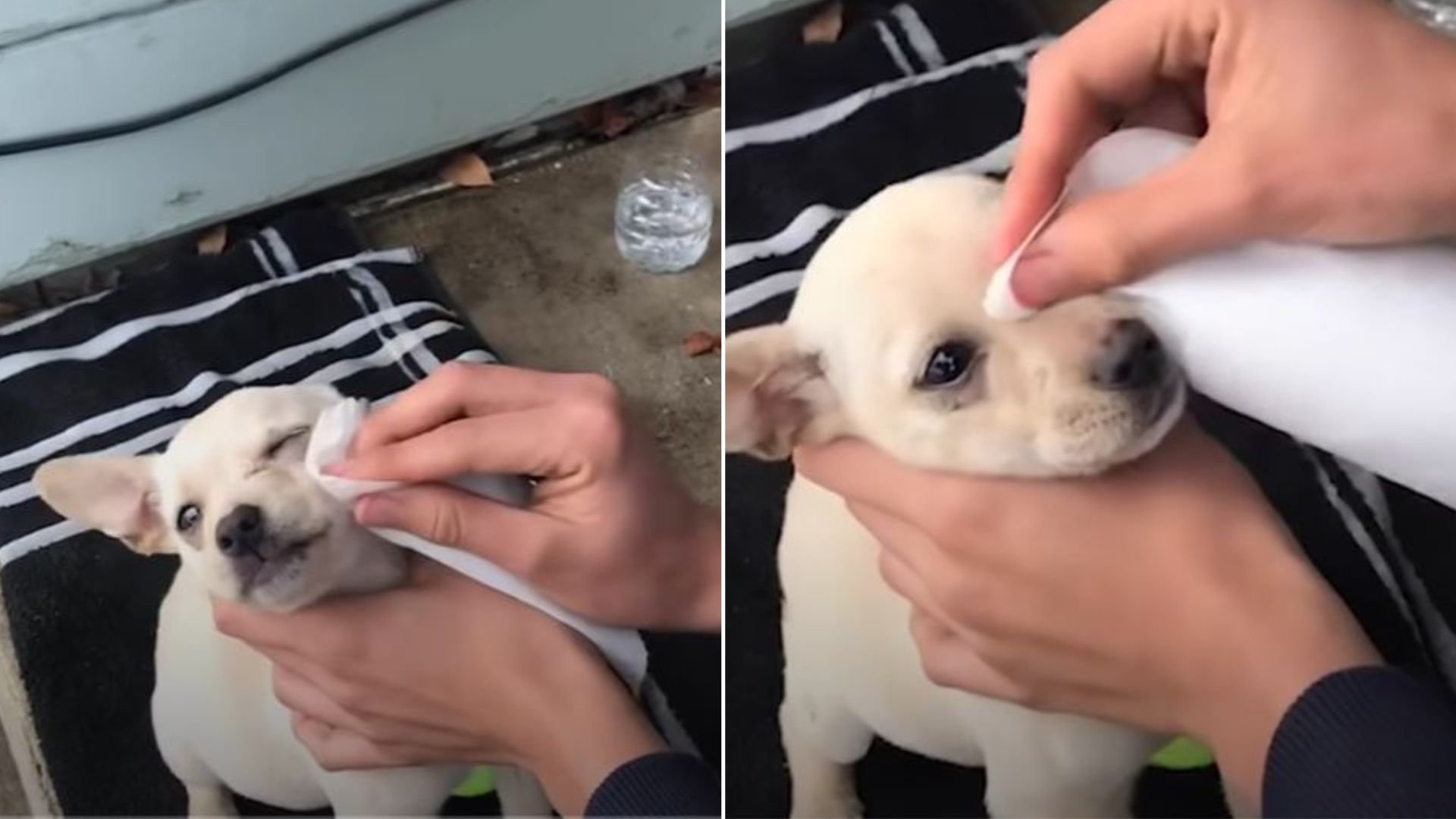 Boy From California Snuck A Puppy Into The House And The Reason Was So Heartwarming