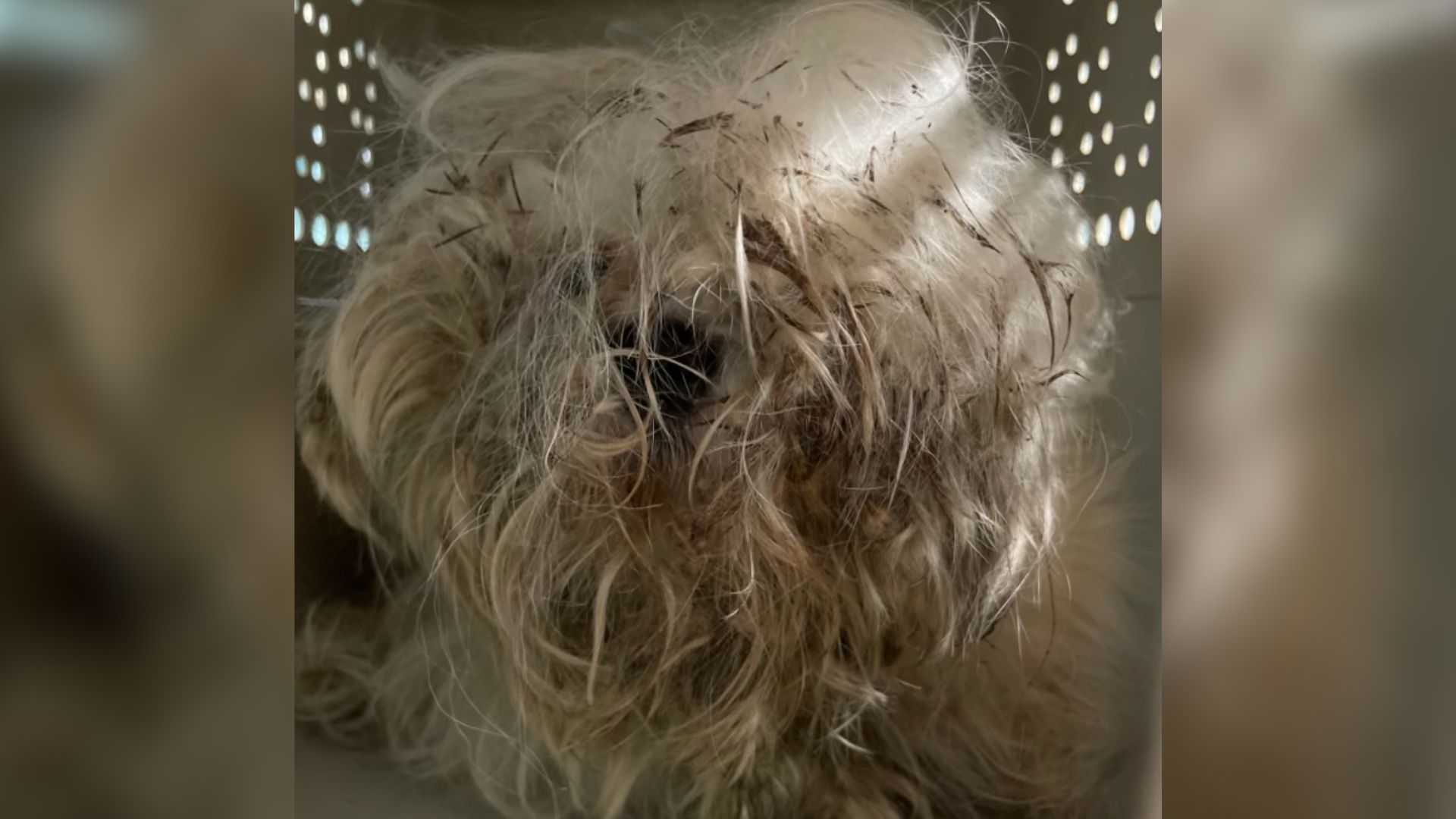 An Adorable Stray Dog Is Finally Rescued And Gets A Completely New Makeover