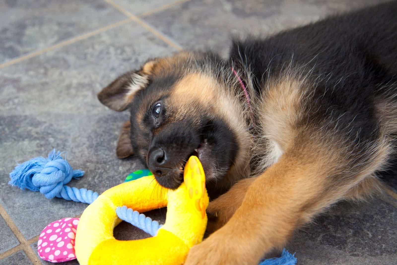 teething toy chewed by a german shepherd puppy