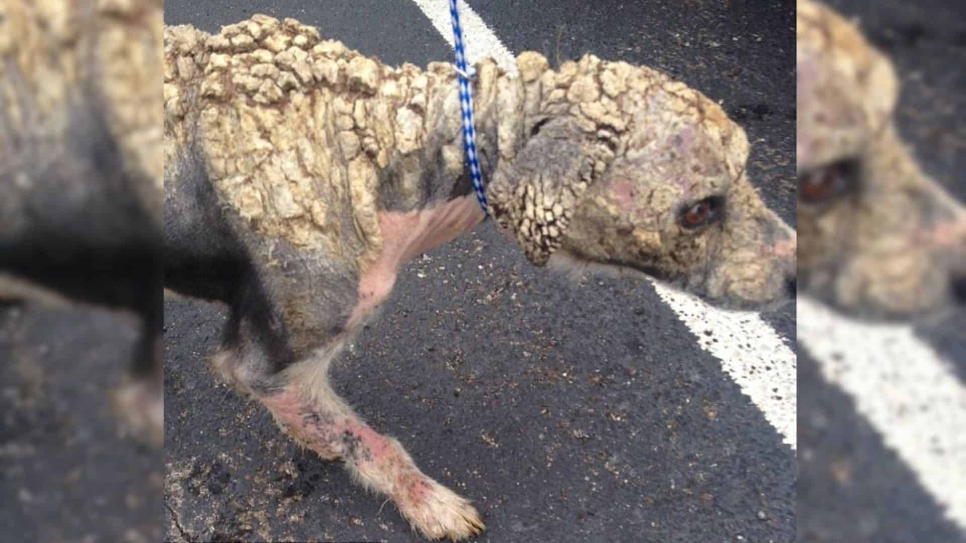 Terribly Mangy Stray Dog Covered In Scales Makes An Unbelievable Recovery