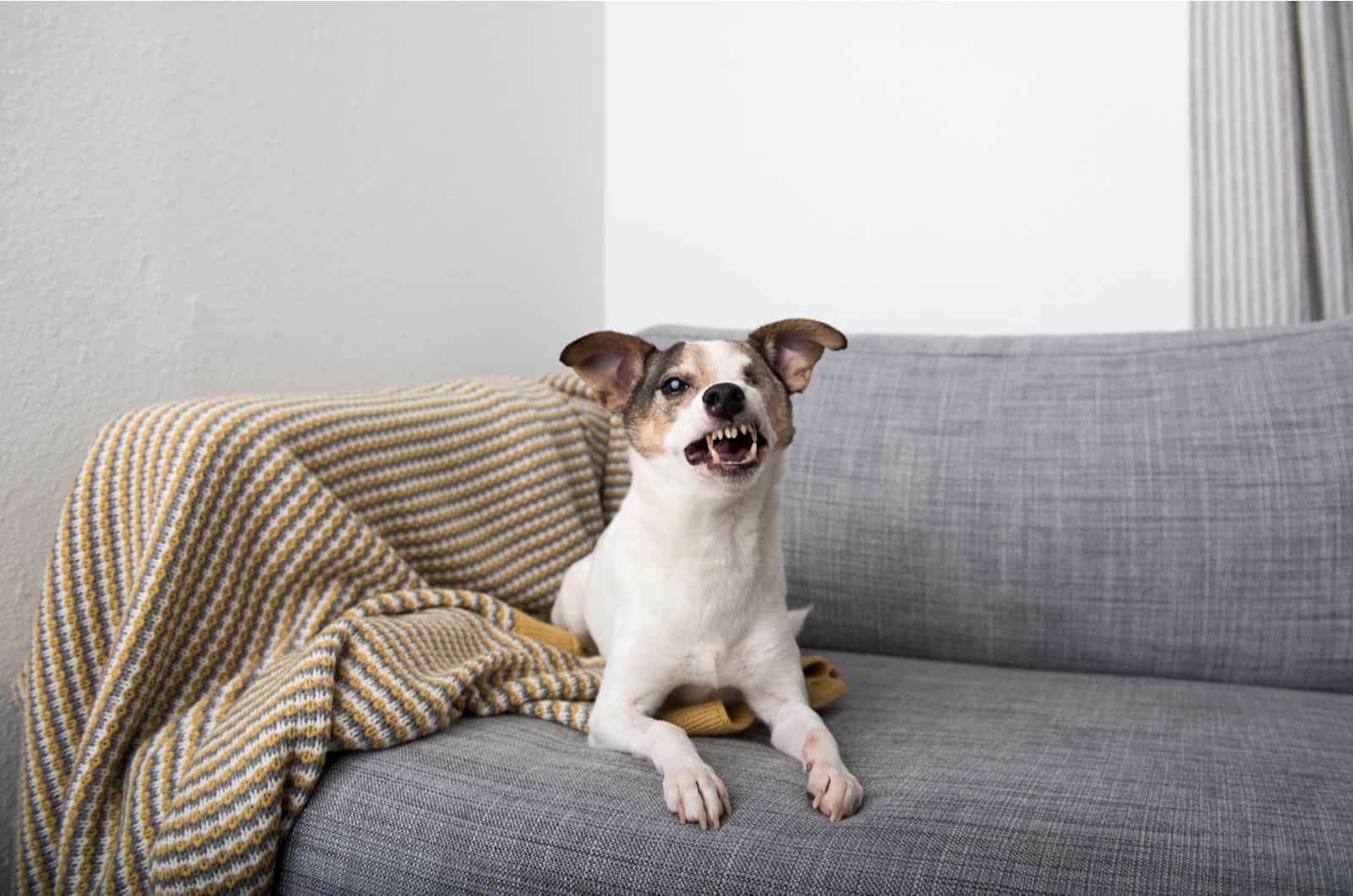 terrier growling on couch