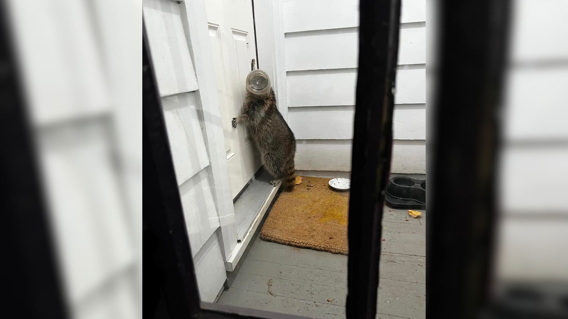 Terrified Animal Who Had A Jar Stuck On His Head Knocks On Family Home Begging For Help